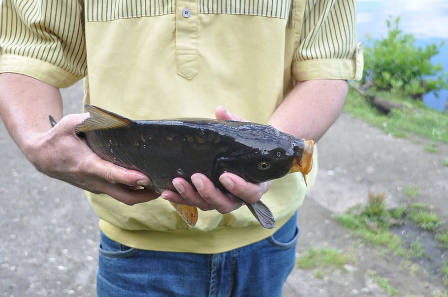 fish, carp, hands, keep, one person, midsection, holding, front view HD wallpaper