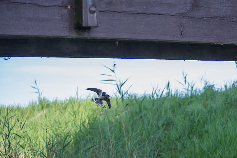 Swallow, Bird, Flight, Spring, Nature, animal, wild, wildlife HD wallpaper