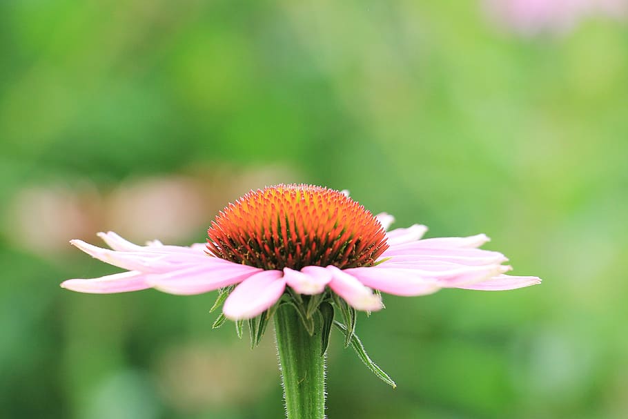 sun hat, pallida, echinacea, flower, blossom, bloom, summer HD wallpaper