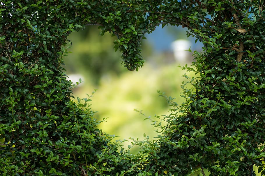 heart-shaped green leaves plant, herzchen, love, romance, luck, HD wallpaper