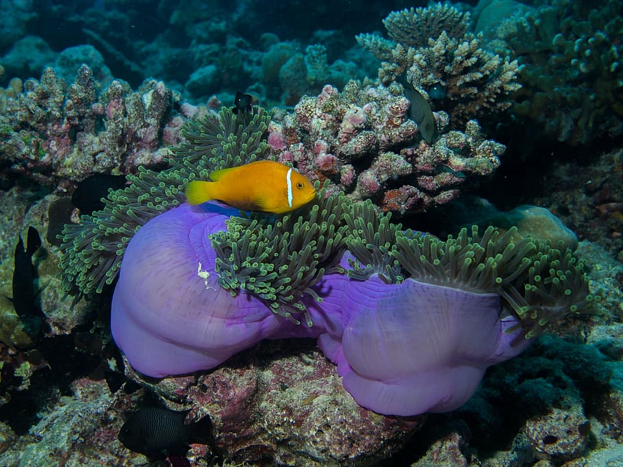 sea anemone, underwater, diving, reef, anemone fish, maldives HD wallpaper