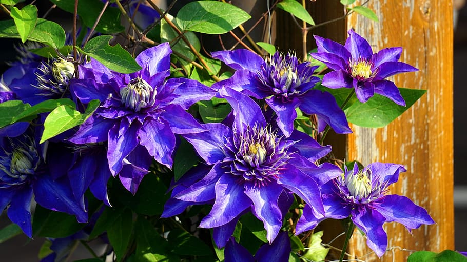 clematis, blue, flower, flowering plant, vulnerability, fragility HD wallpaper