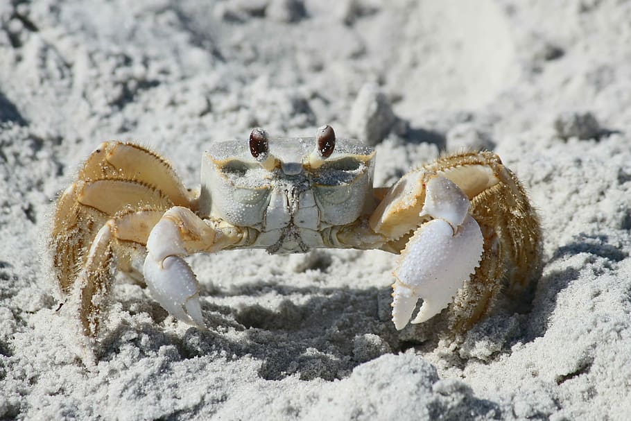 Crab, Beach, Sand, Claw, Animal, Nature, wildlife, coastline HD wallpaper