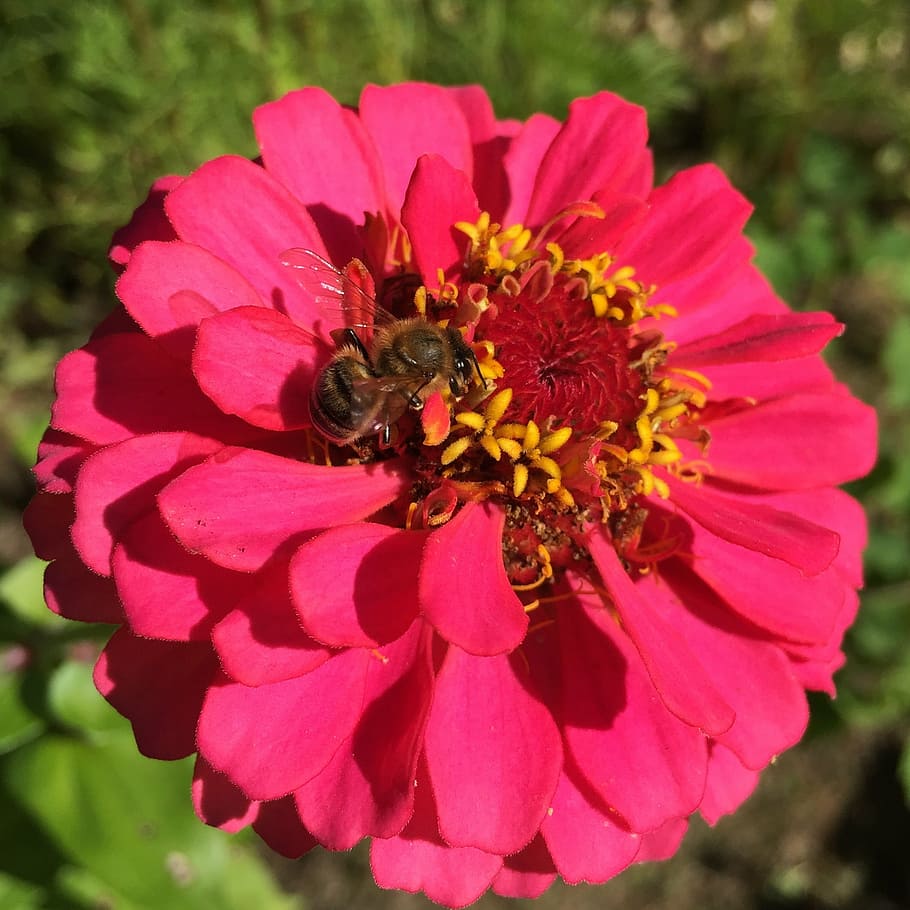 zinnia, bee, honeybee, pollination, wildlife, pollen, flower HD wallpaper