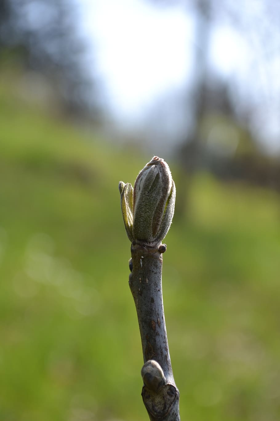 nature, gems, spring, focus on foreground, close-up, day, no people HD wallpaper