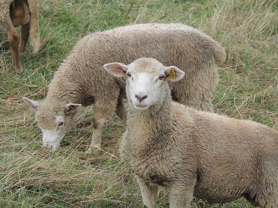 sheep, animals, close, nature, wool, field, mountain, summer HD wallpaper