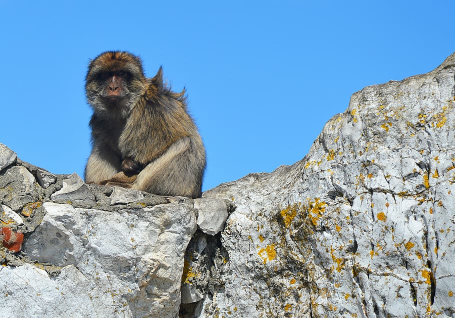 barbary ape, monkey rock, gibraltar, primate, animal wildlife HD wallpaper