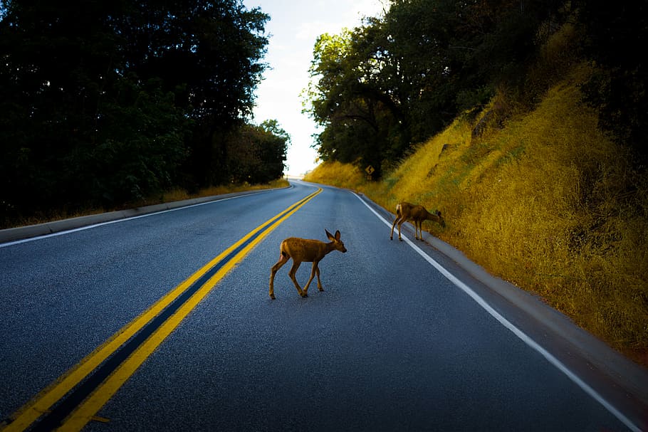 two brown deer on road walking near trees during daytime, two brown deer on road HD wallpaper