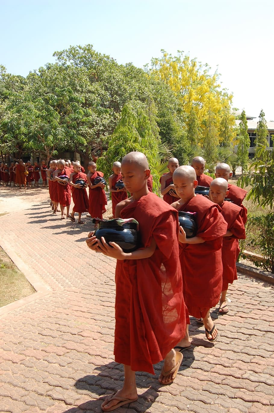 monk, schwedaggon, burma, group of people, real people, tree HD wallpaper