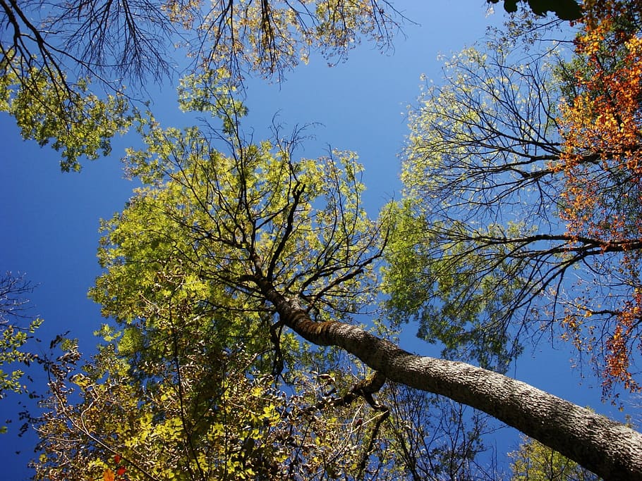 visoki, borovi, crna gora, tree, plant, sky, low angle view HD wallpaper
