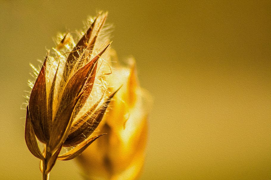 flower, yellow, blossom, bloom, nature, summer, plant, close HD wallpaper