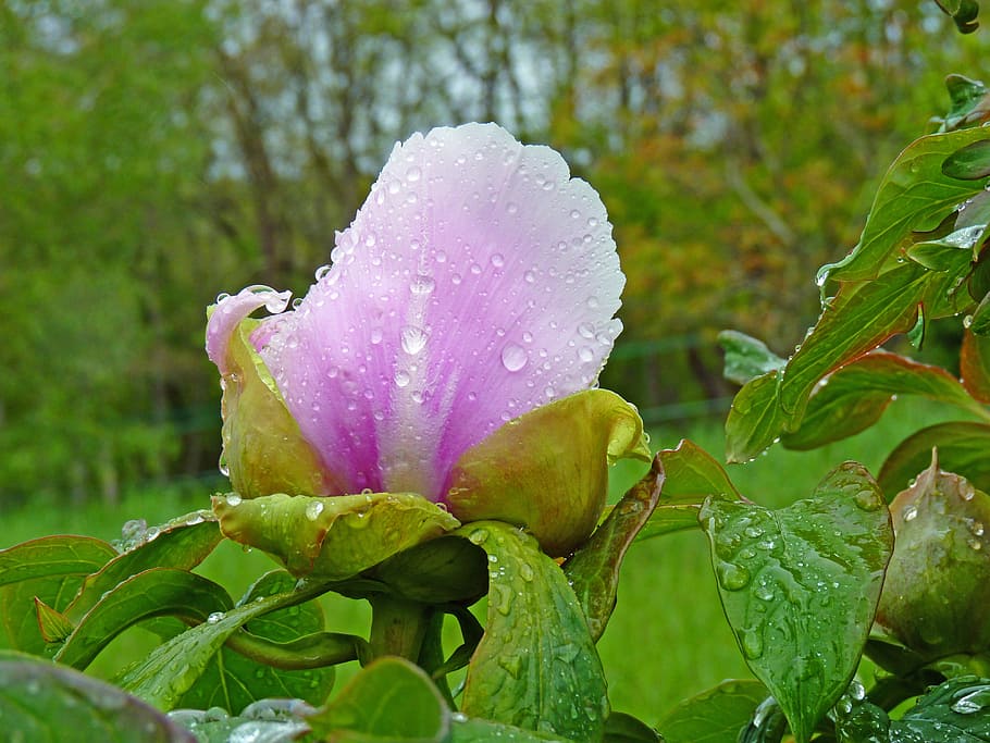 Flower, Peony, Pink, Hatching, Button, drop water, nature, leaf HD wallpaper