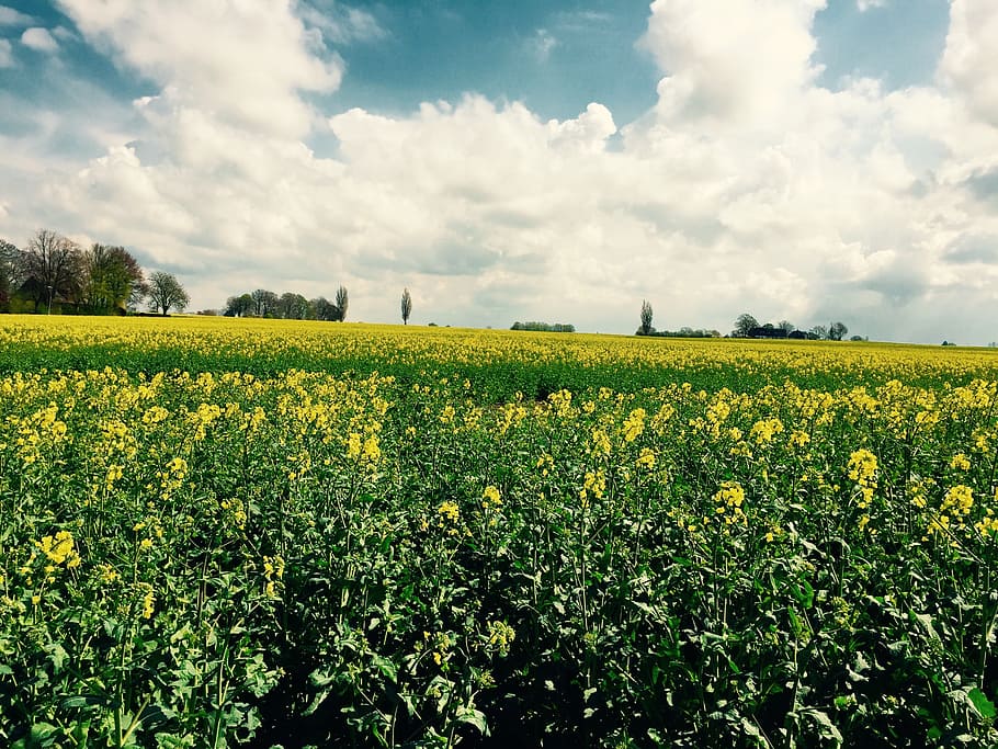 rapsmark, skåne, spring, yellow, field, summer, flower, beauty in nature HD wallpaper