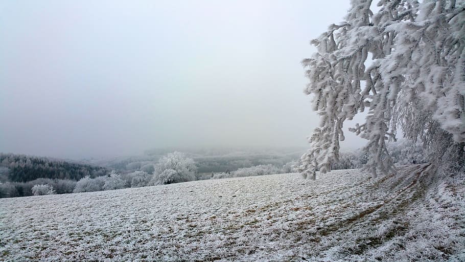 wintry, hoarfrost, forest, fields, winter, cold, ripe, mood HD wallpaper