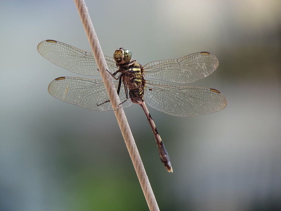 dragonfly, special, shooting, animal wing, invertebrate, animal themes HD wallpaper