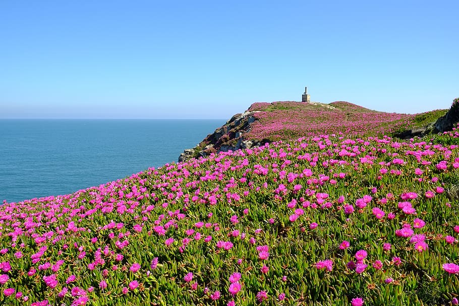 pink petaled flower field on cliff by the sea at daytime, flowers HD wallpaper