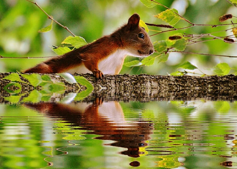 brown and white squirrel, Water, Mirroring, Nager, Cute, nature HD wallpaper