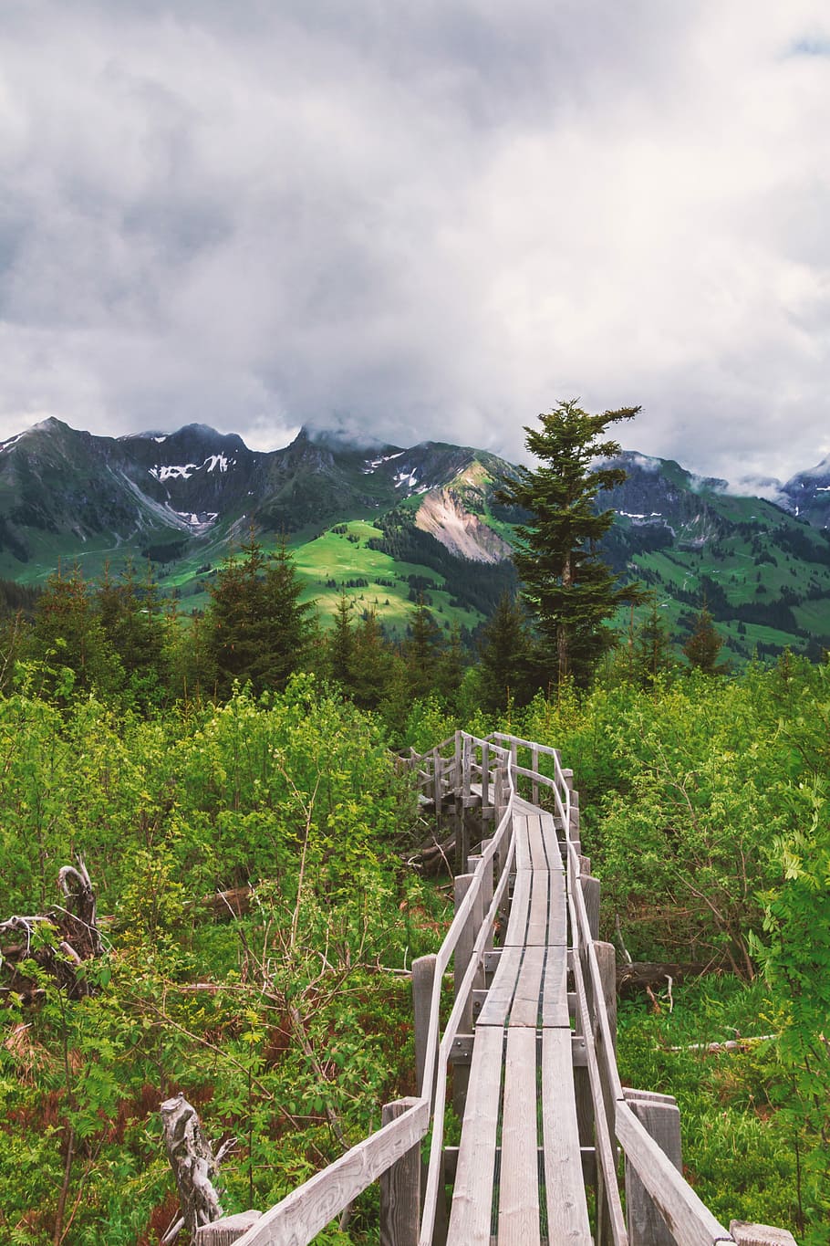 Nature, Web, Bridge, Mountains, Wood, boardwalk, trees, away HD wallpaper