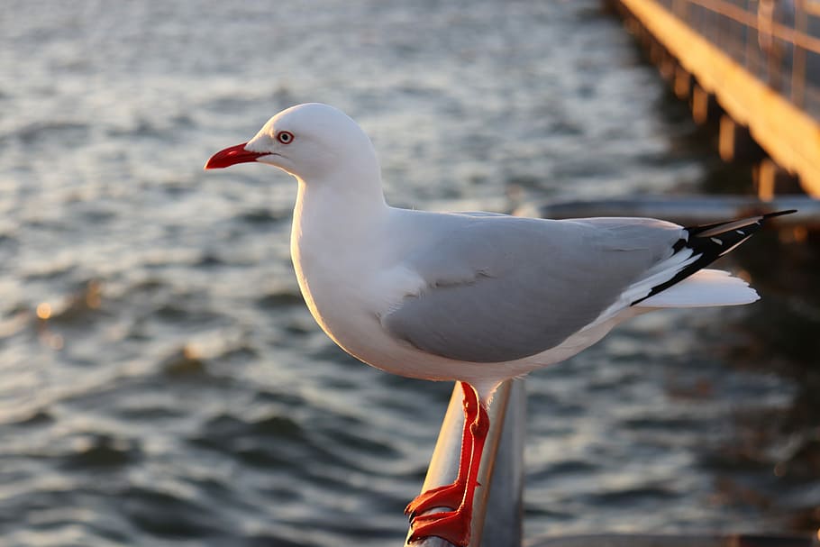 bird, ocean, beach, animal themes, vertebrate, animals in the wild HD wallpaper