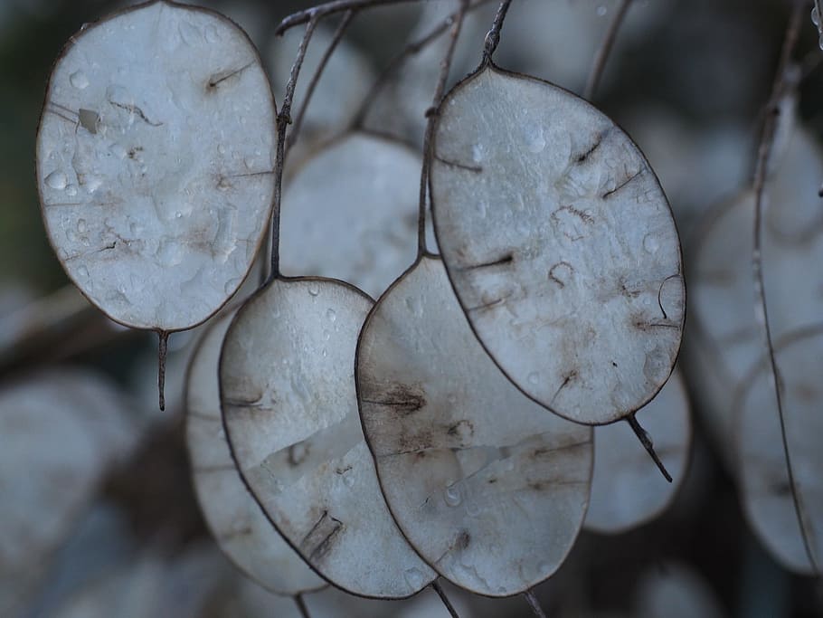 Silver Leaf, Lunaria, silberling, judas schilling, honesty, HD wallpaper