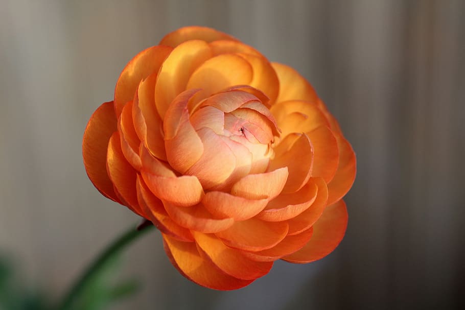 ranunculus, flower, blossom, bloom, nature, petals, spring flower HD wallpaper
