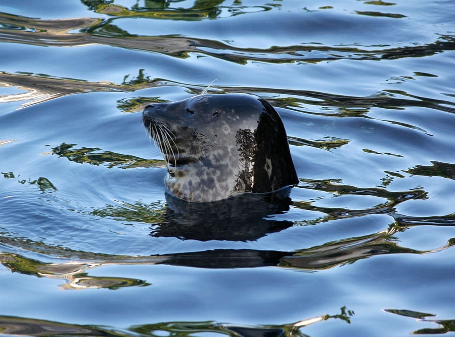 Harbor Seal, Phoca Vitulina, Female, marine mammal, surface, HD wallpaper