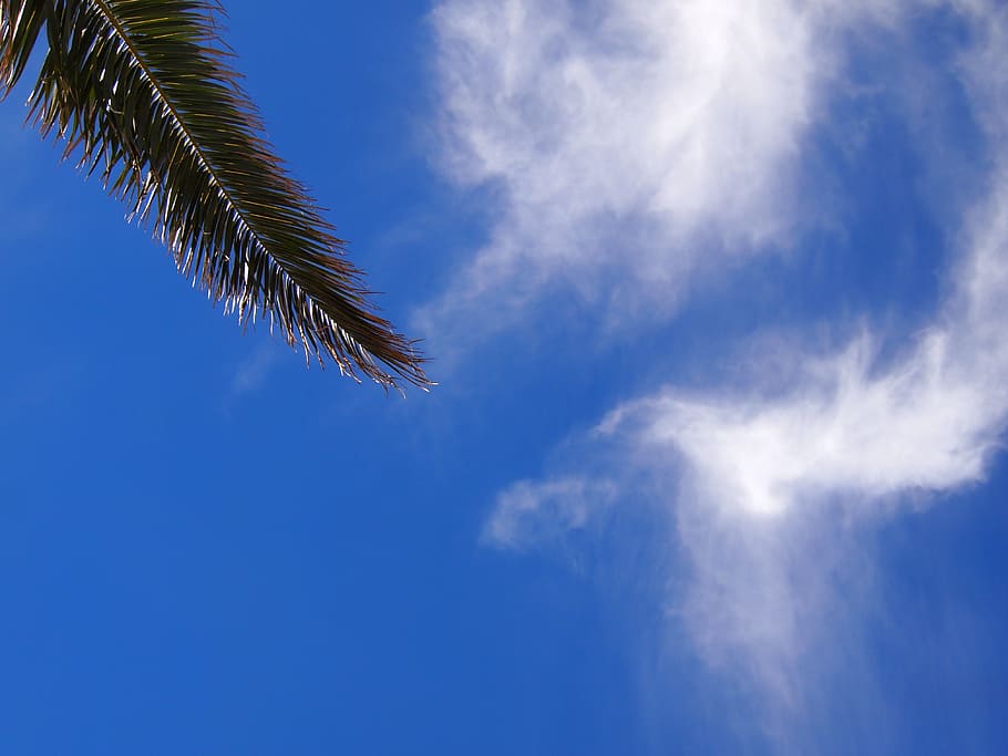 blue sky, cloud, palm trees, leaf, mabori kaigan, sea, tokyo bay HD wallpaper