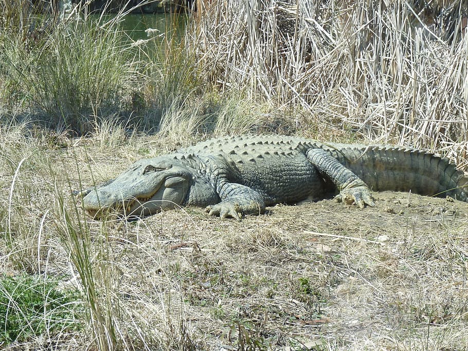 Alligators, Animals, Crocodiles, grey, reptiles, reptilian HD wallpaper