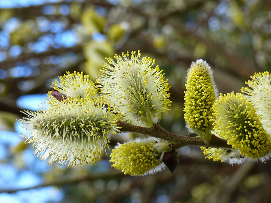 flower, willow, spring, nature, plant, growth, beauty in nature HD wallpaper