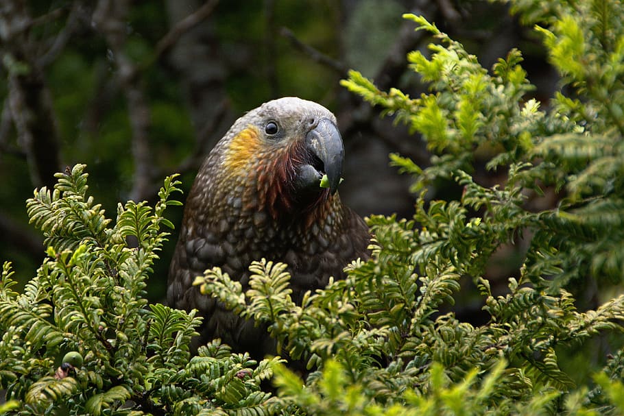 tree, green, plant, bird, animal, nature, animal wildlife, animal themes HD wallpaper