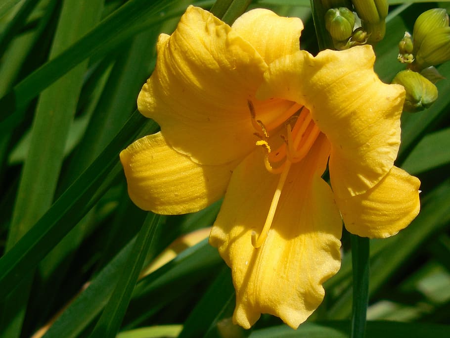 bloom, day lily, flower, nature, plant, garden, blossom, yellow, HD wallpaper