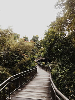 bridge, environment, foliage, footpath, forest, handrails, leaves HD wallpaper