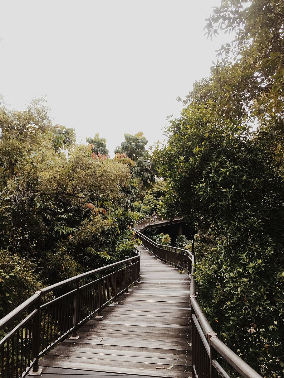 bridge, environment, foliage, footpath, forest, handrails, leaves HD wallpaper