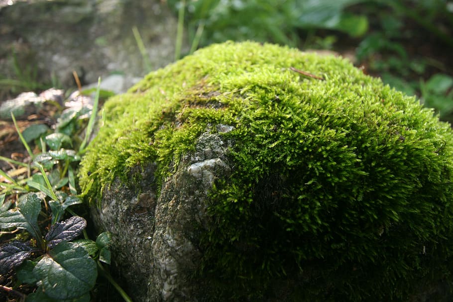 mossy rock, spring, green, water, wet, stone, wild, outdoor, HD wallpaper