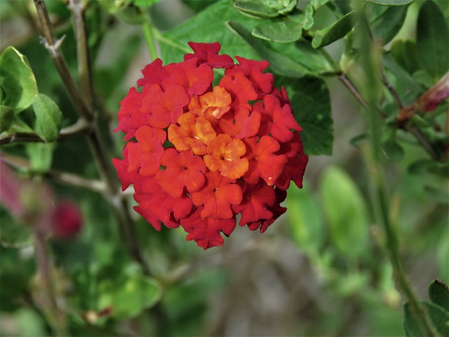 flower, tiny, red, orange, rust, garden, flowering plant, beauty in nature HD wallpaper