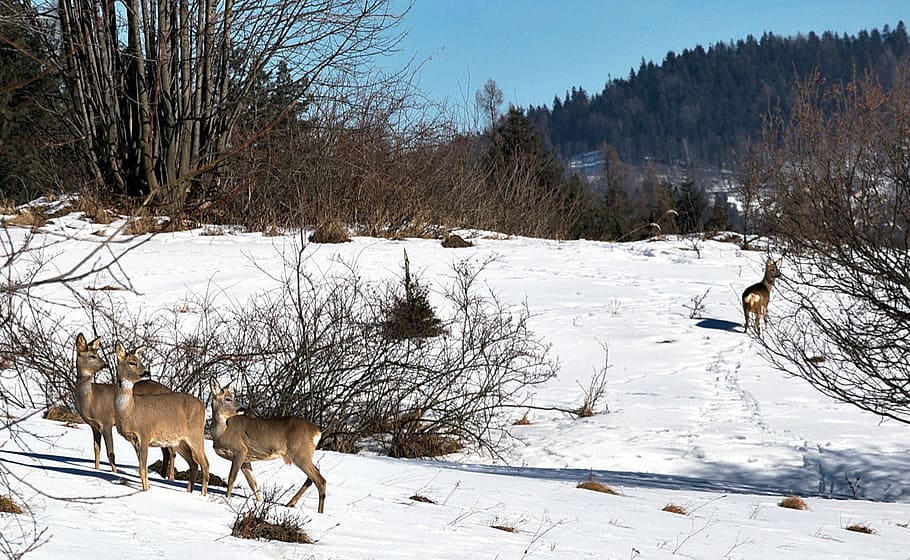 deer, forest, winter, nature, sarna, mountains, beskids, snow HD wallpaper