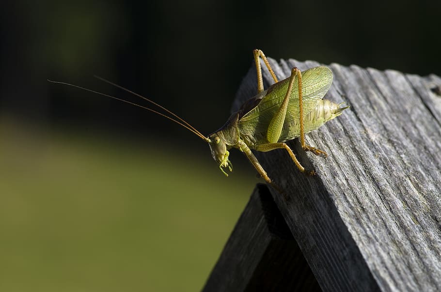 grasshopper, green, viridissima, animal themes, animal wildlife HD wallpaper