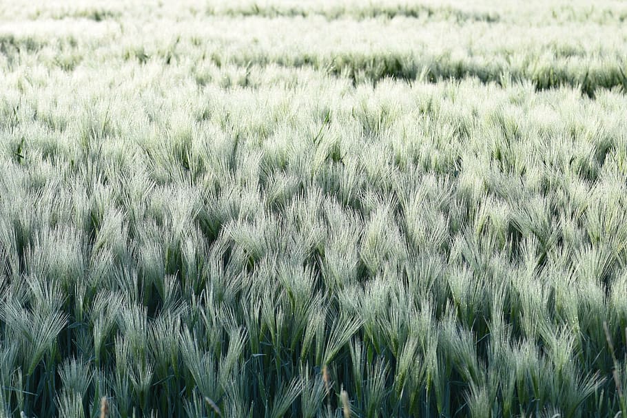 arable, cereals, field, nature, vision, agriculture, wheat HD wallpaper