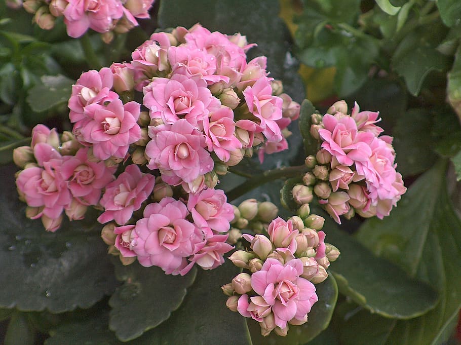 kalanchoe, crassulaceae, pink, drop, water, green, flowering plant HD wallpaper