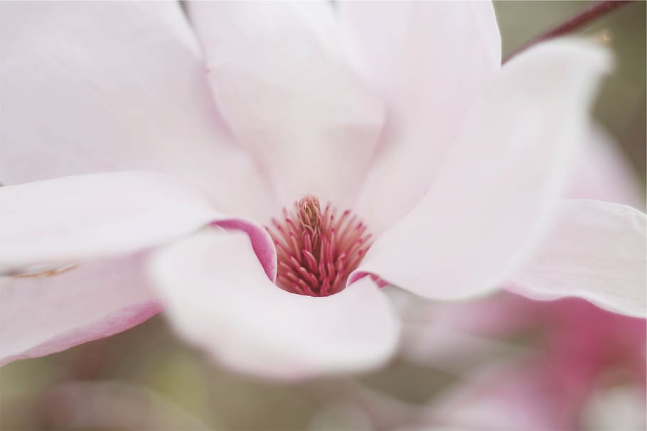 selective focus photography of pink petaled flower, shallow HD wallpaper