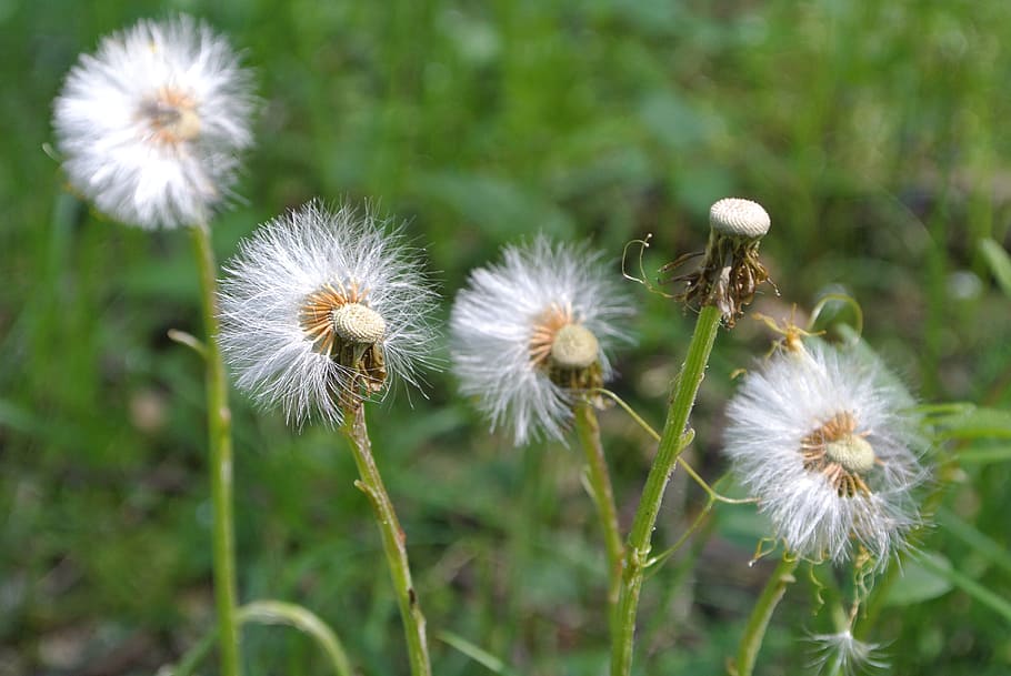 dandelion, wind, blowing, spring, nature, weed, breeze, delicate HD wallpaper