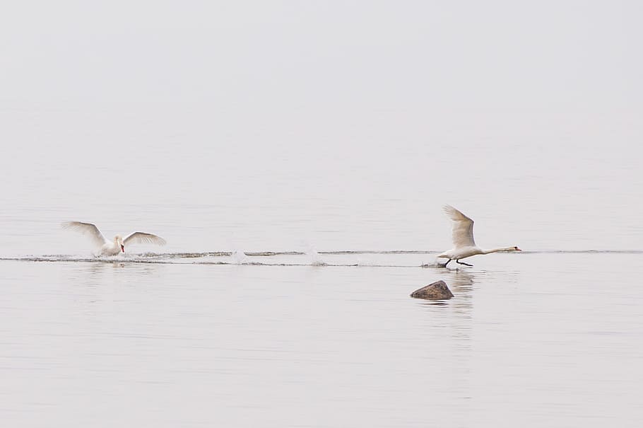 Swans splashing water, animals, bird, nature, wildlife, flying HD wallpaper