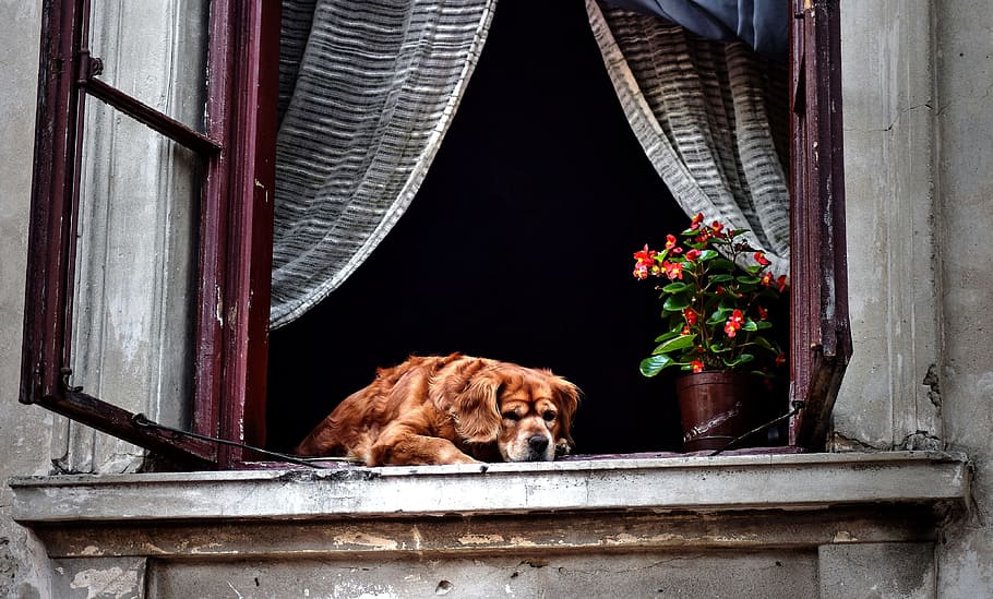 dog lying on window, windows, old house, colored houses, mammal HD wallpaper