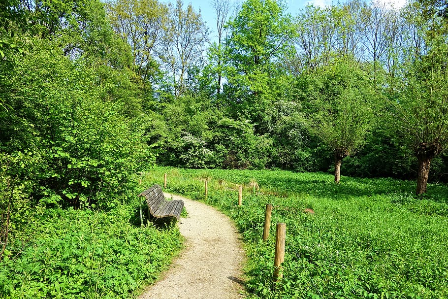 brown wooden bench next to pathway, footpath, grass, trees HD wallpaper