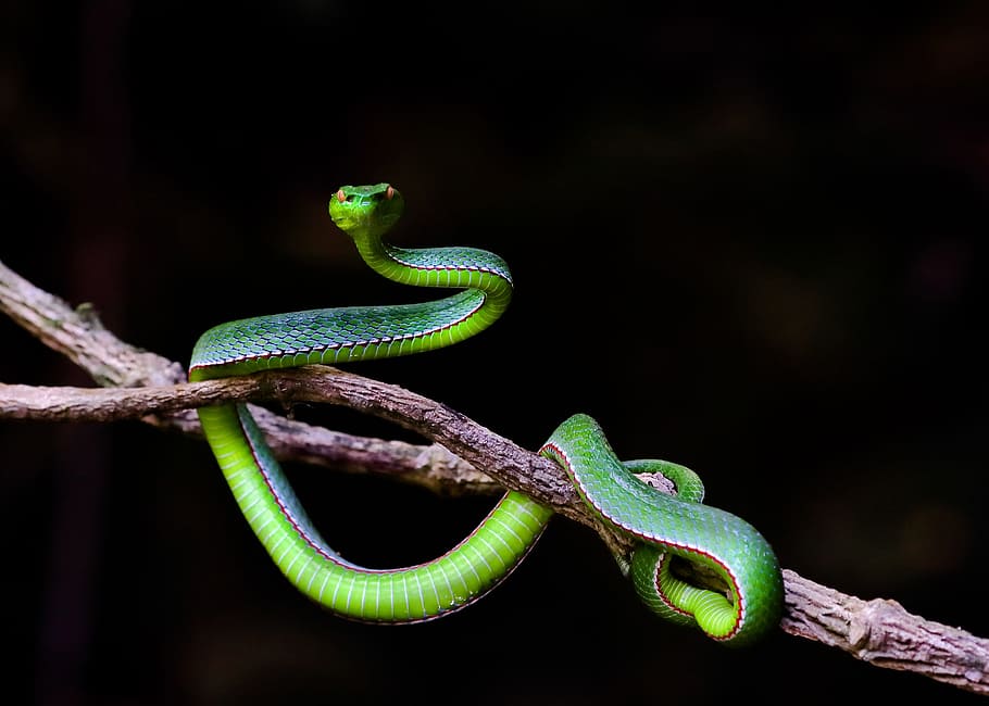 wildlife, snakes record, hue, vietnam, reptile, animal themes, HD wallpaper