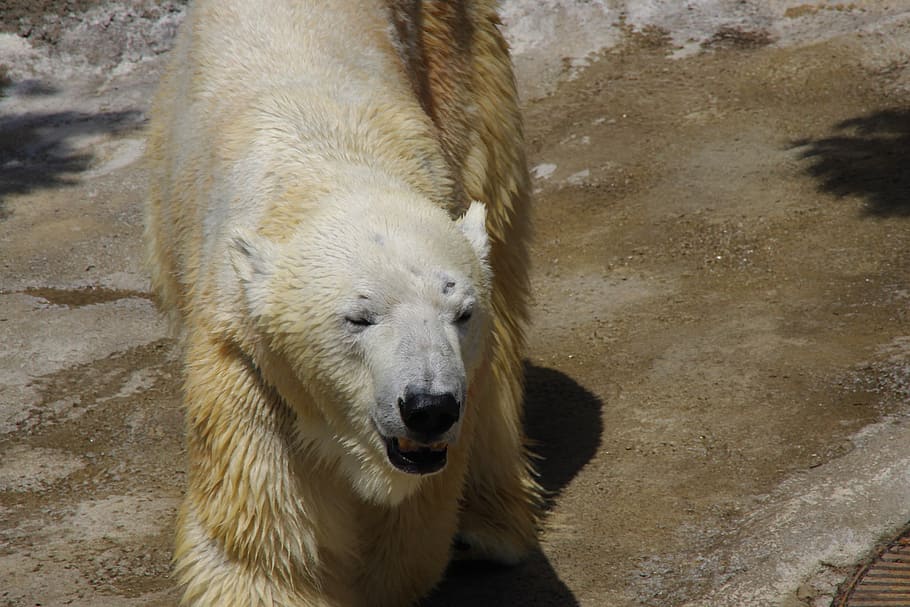 Polar Bear, one animal, animal wildlife, animal themes, mammal HD wallpaper