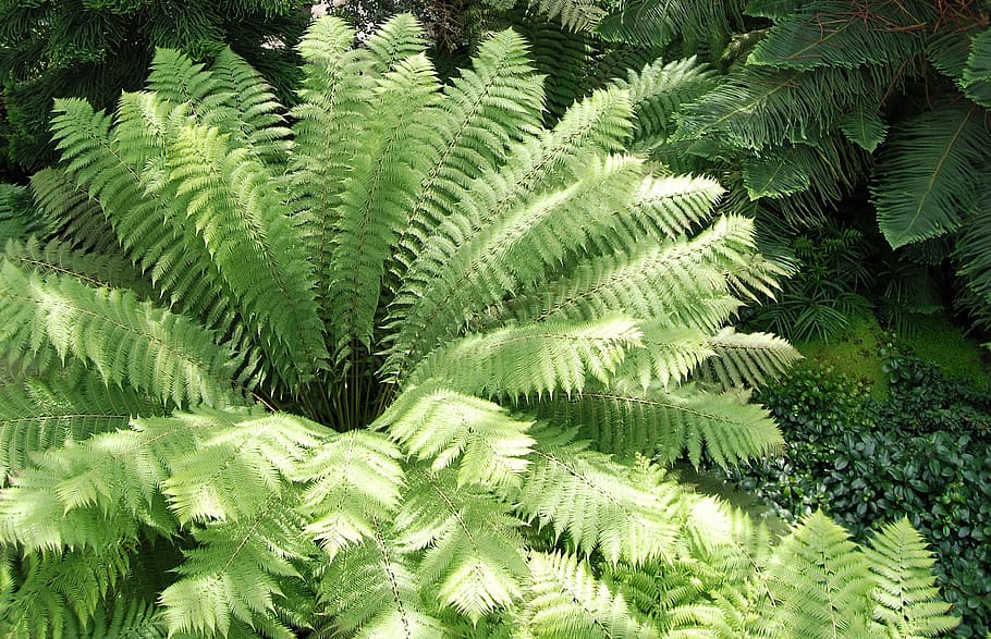 leaf, green, fern, radiating, botanical, bracken, rainforest HD wallpaper