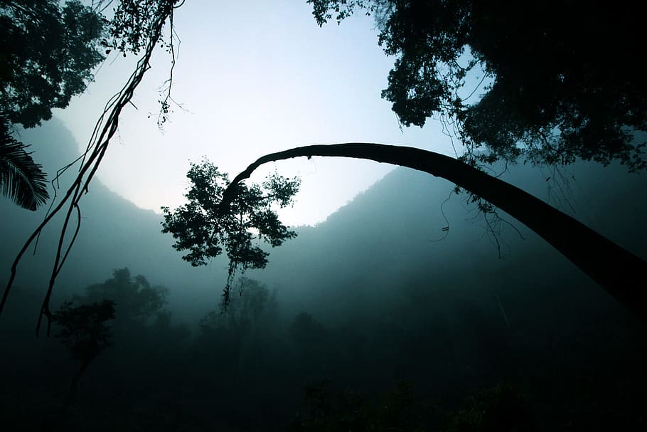 photo of tree, black and green tree, silhouette, nature, blue HD wallpaper