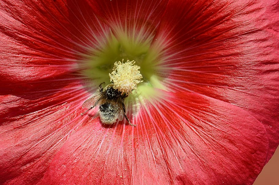 hollyhock, flower, bee, nature, summer, flowering plant, freshness HD wallpaper