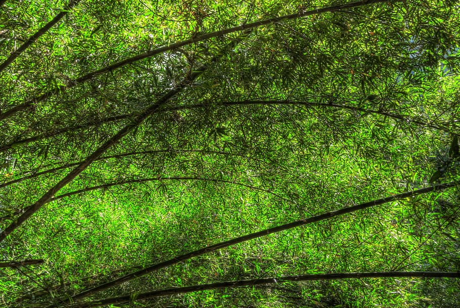 Bamboo, Leaves, Greenery, peaceful, tranquil, nature, grove HD wallpaper